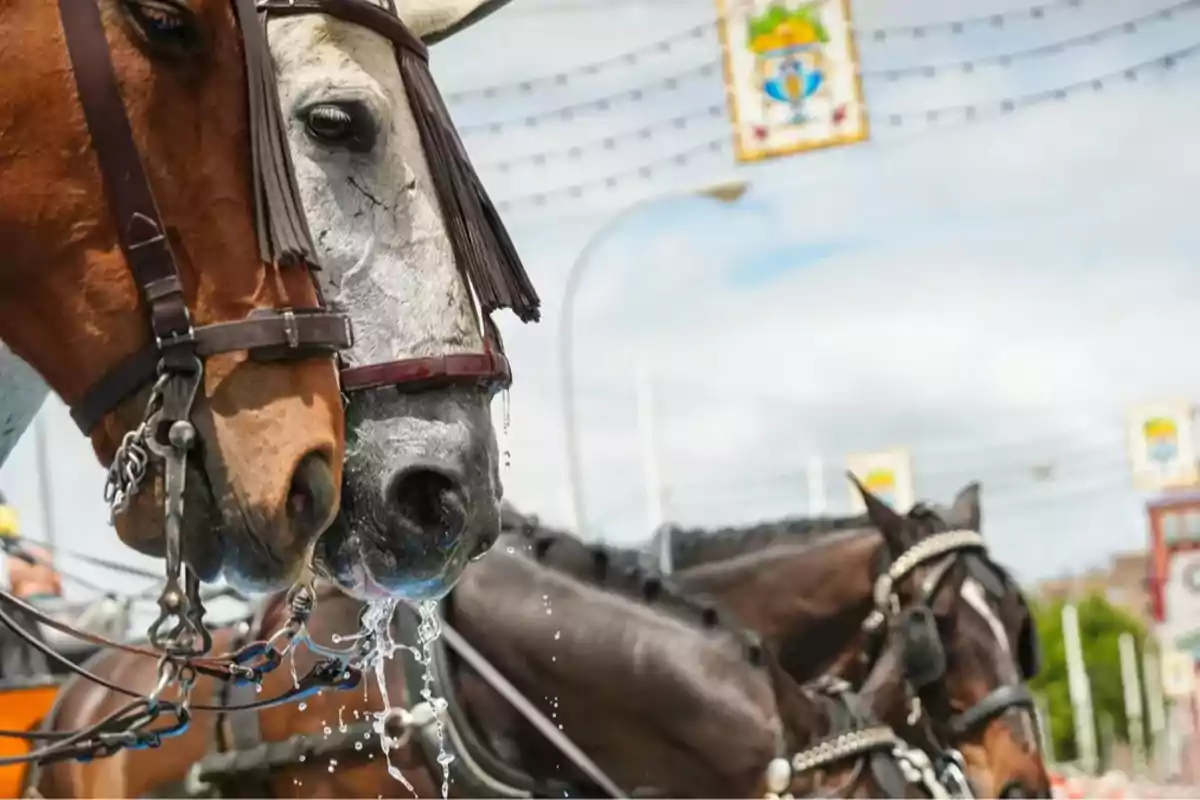 Caballos con arneses bebiendo agua mientras están atados a un carruaje en un entorno urbano. Caballos con arneses bebiendo agua mientras están atados a un carruaje en un entorno urbano.