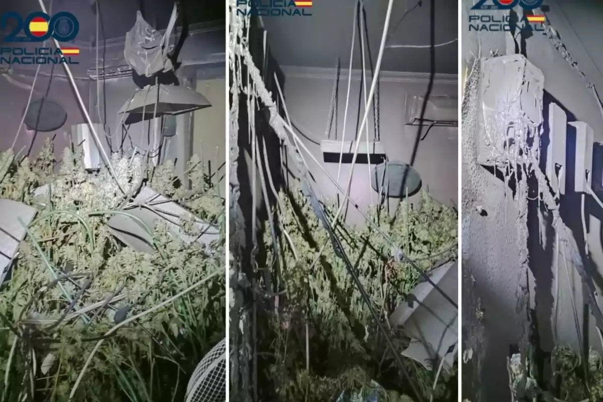 La imagen muestra un espacio interior con plantas y equipos de iluminación colgantes, junto con cables y estructuras dañadas, y el logotipo de la Policía Nacional en la esquina superior. La imagen muestra un espacio interior con plantas y equipos de iluminación colgantes, junto con cables y estructuras dañadas, y el logotipo de la Policía Nacional en la esquina superior.