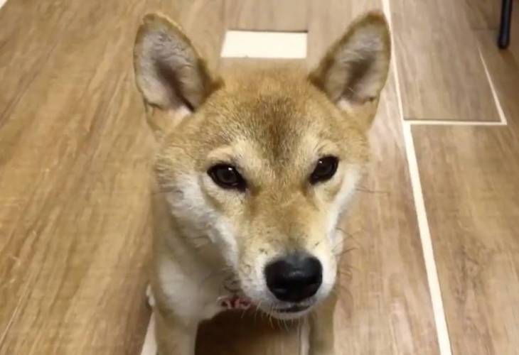 Beni, el perro japonés que ha aprendido a hablar