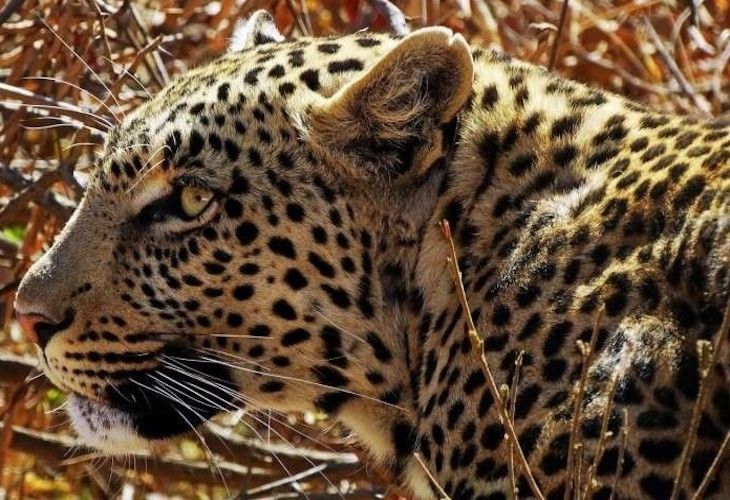 el-increible-video-viral-del-leopardo-de-las-nieves-que-esta-petando-las-redes