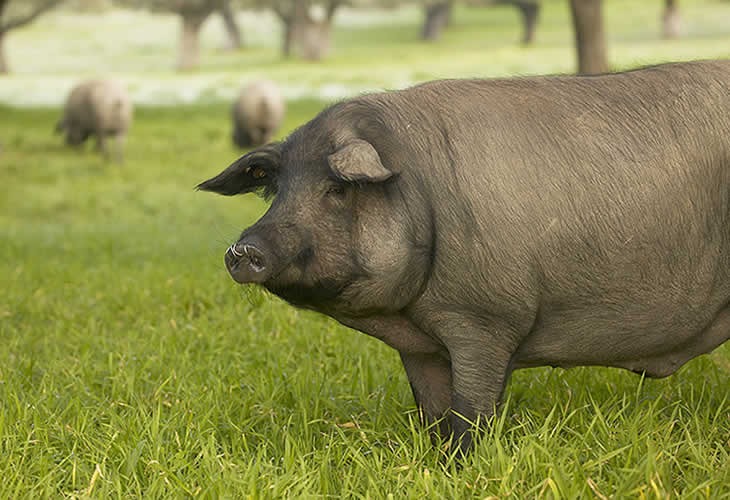 El cerdo ibérico está en peligro de extinción...¿adiós al jamón de bellota?