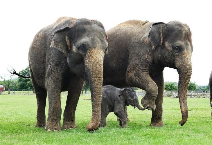 Se pone en marcha el primer hospital para elefantes