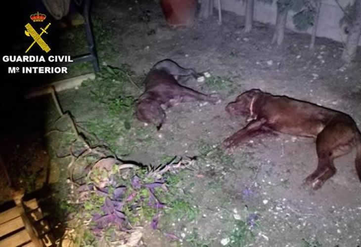 La Guardia Civil abate a un pit bull que había matado al perro del vecino