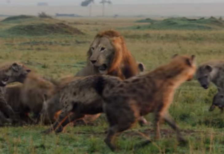 Este es el vídeo del león y las hienas del que habla todo el mundo