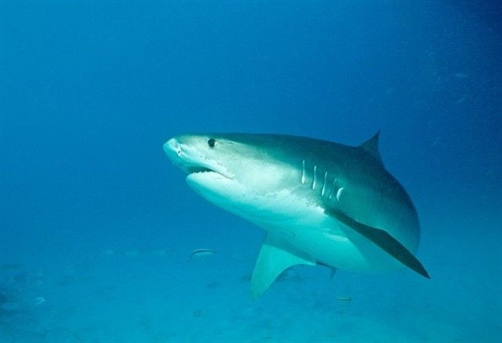 El ataque brutal de un tiburón que se ha vuelto viral