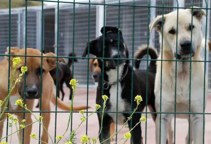 ¡Chapó! La nueva iniciativa de marketing solidario que promueve la adopción de perros