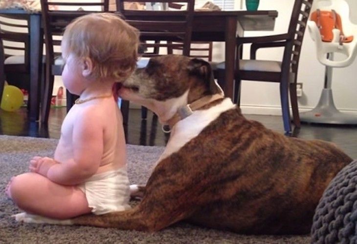 Increíble: ¡El profundo cariño y respeto que existe entre los perros y los bebes!