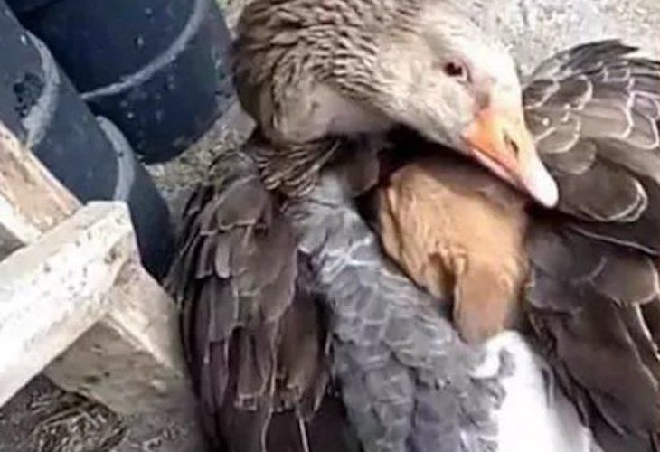¡Conmovedor! ¡Un pato salva a un perrito de morir congelado!