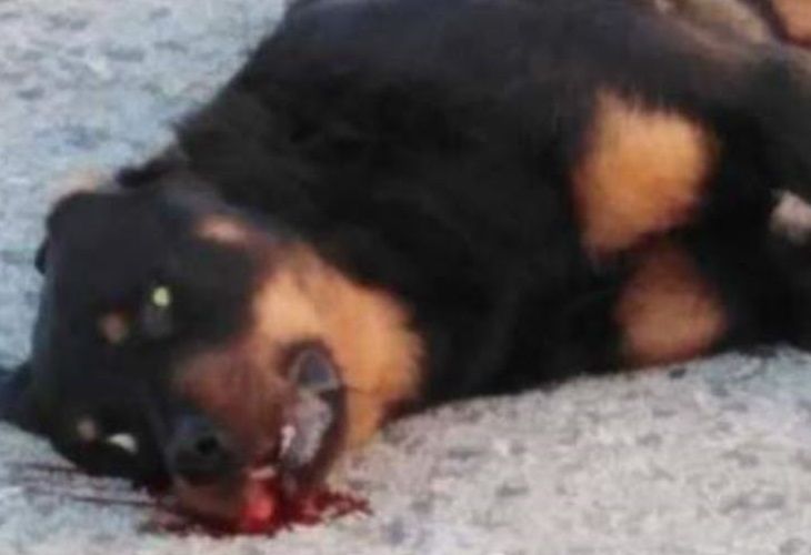 PACMA denuncia el 'asesinato' a balazos de un rottweiler en Calafell