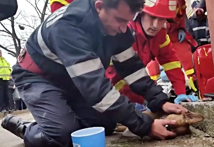 Reanima a un perro tras un incendio y se convierte en un héroe en Rumanía