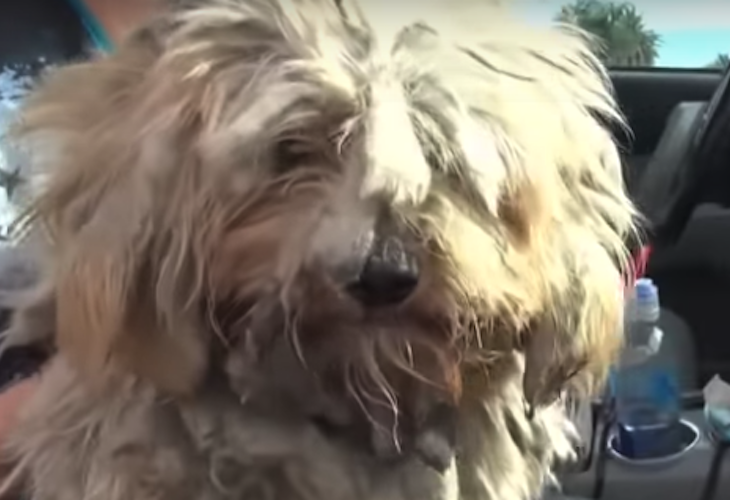 Benji, el desaliñado perro maltratado que vuelve a confiar en las personas