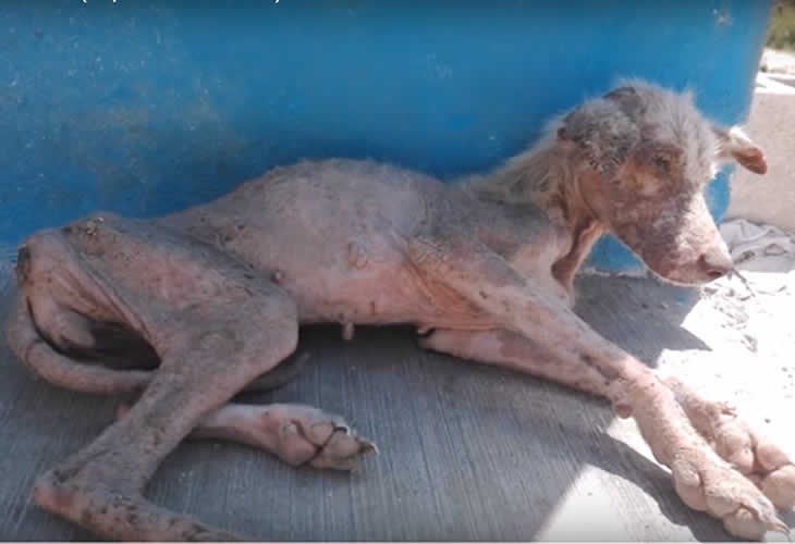 El vídeo de la milagrosa historia de Mila, la perrita que se salvó de una muerte segura