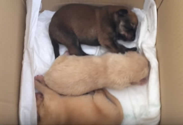   ¡Rescate de tres cachorros abandonados en un contenedor!  