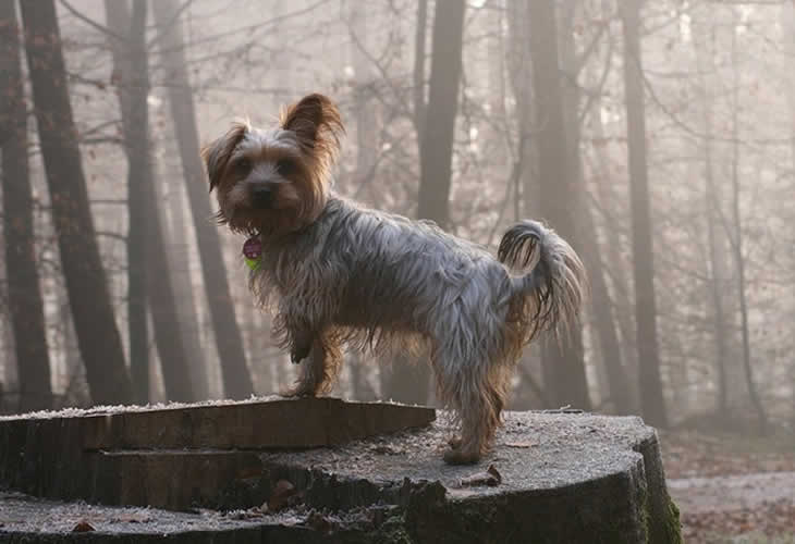 La fidelidad y los ladridos de un perro salvan la vida de su amo atrapado en un barranco
