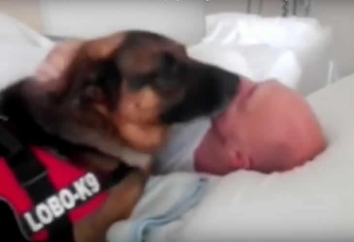 El tierno reencuentro de un perro de asistencia con su dueño hospitalizado