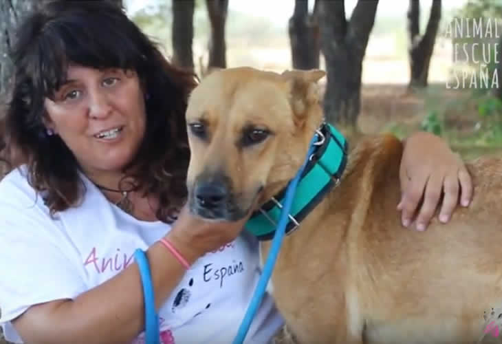 La triste historia de Pyro, el perrito que lleva más de dos años buscando familia