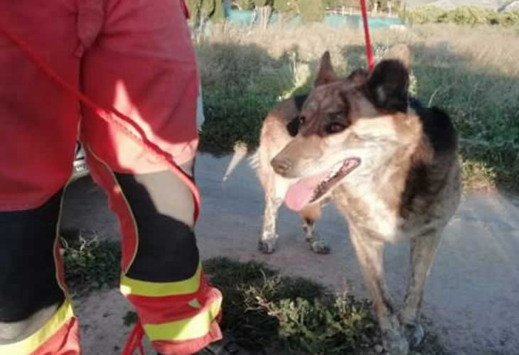 El delicado rescate de un perrete que se quedó atrapado en un pequeño canal