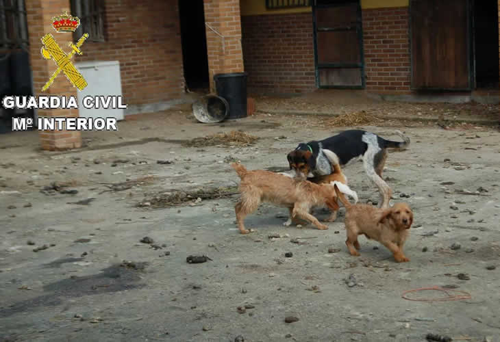 El malnacido que está siendo investigado por maltrato animal al tener a 35 perros viviendo un auténtico infierno