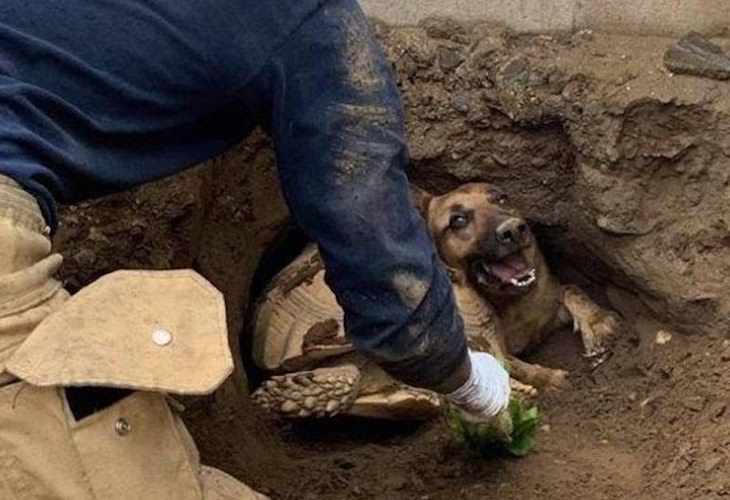 El increíble rescate de un perro atrapado por una tortuga en un agujero