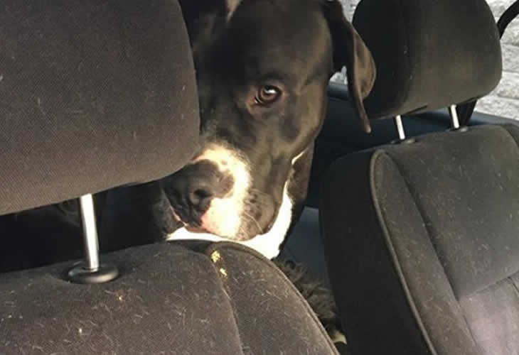 El salvaje que dejó a dos perros encerrados en su coche durante varios días