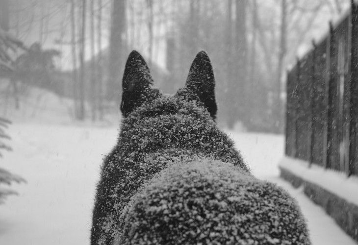 La triste historia de Snowy, el perro al que abandonaron para que muriera congelado