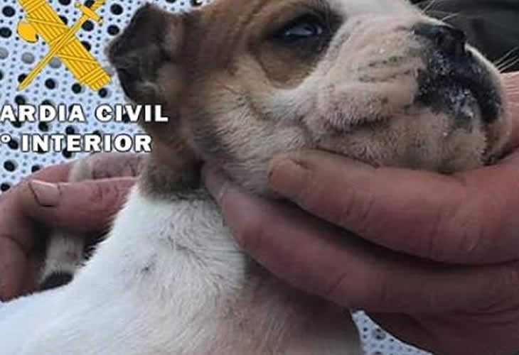 Recuperan cinco perros robados, uno ya muerto, en una operación contra el tráfico ilegal de animales