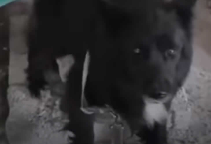 La triste historia del perro que vivió en un sótano oscuro durante meses