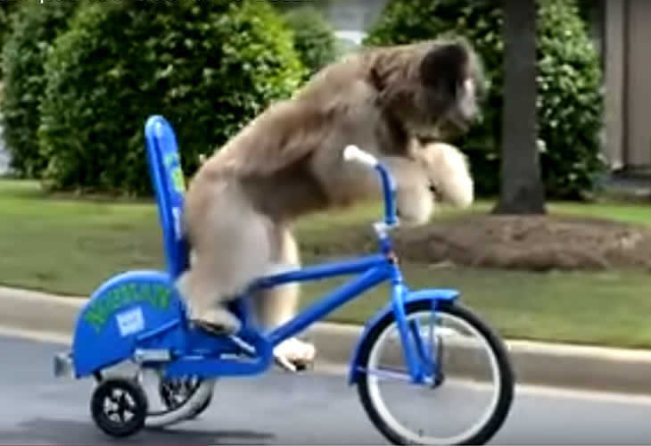 ¡¡El vídeo del 'perro ciclista' que lo está petando en las redes!!