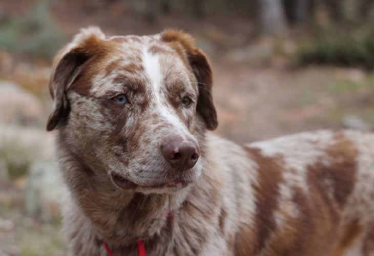 7 perros que arriesgaron sus vidas para salvar las de sus dueños