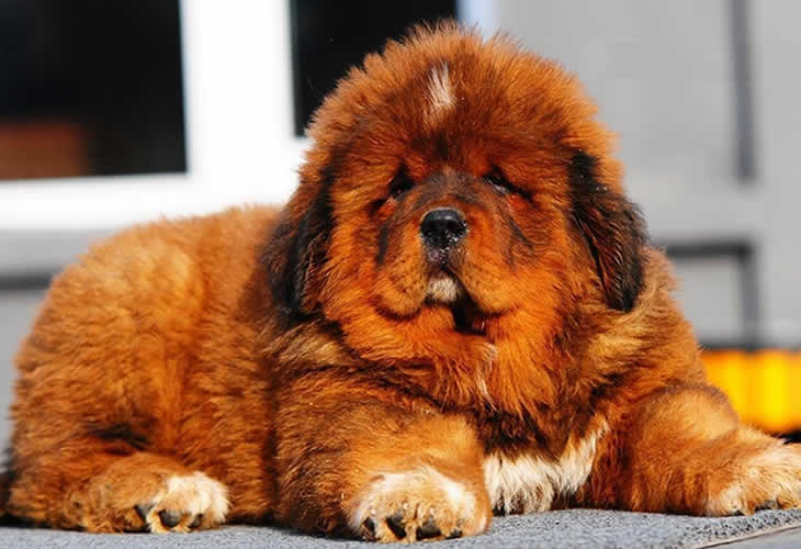 Los 10 perros más caros del mundo