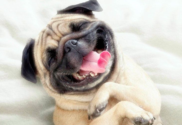 La razón por la que los perros 'sonríen', al descubierto