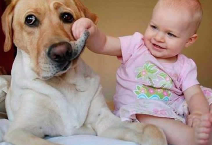 ¡No podrás dejar de verlo! El precioso vídeo de perros cuidando a bebés
