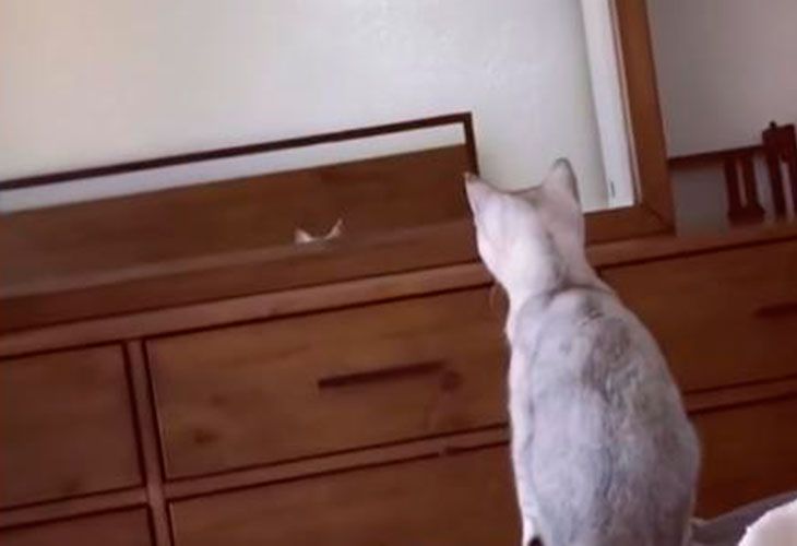 ¡¡La divertida reacción de un gato 'presumido' al mirarse en el espejo!!