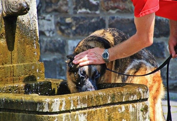 Qué puedes hacer por tu perro ante un golpe de calor