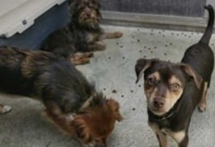 ¡Basta ya! Rescatan a 18 perros en unas condiciones deplorables que eran reproducidos sin autorización