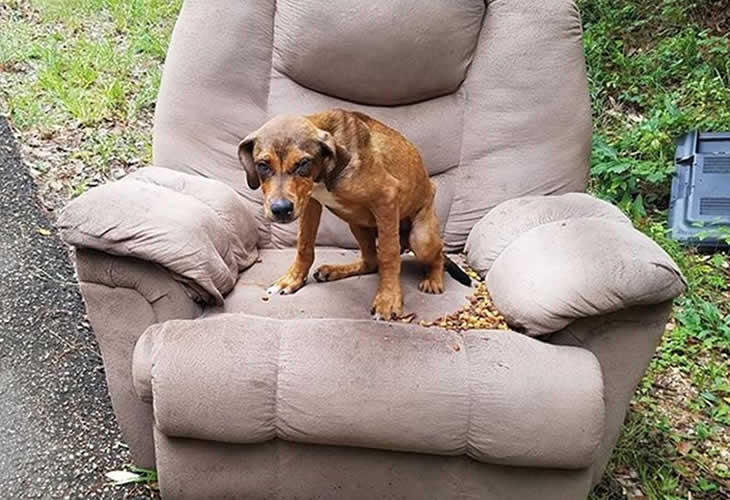 La conmovedora historia del perro que fue abandonado en un sillón ¡¡y no se movió durante días esperando a sus dueños!!