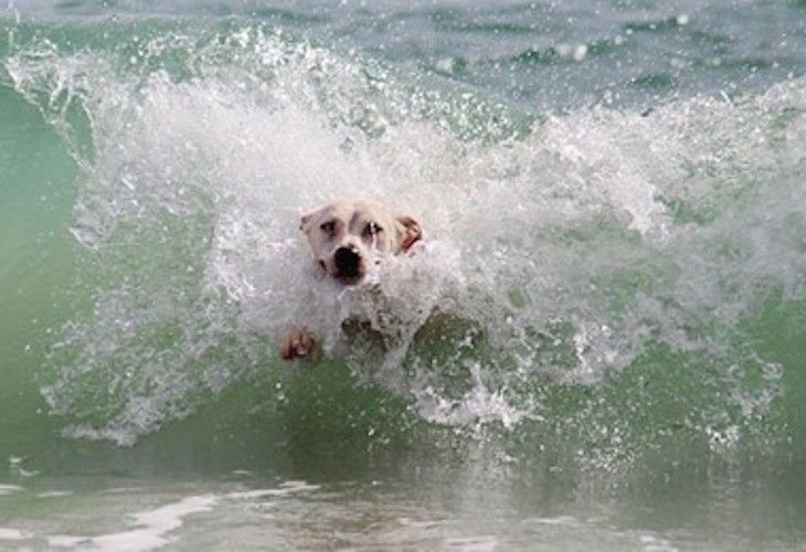 Con el perro a la playa...¿Y por qué no? Guía de playas caninas