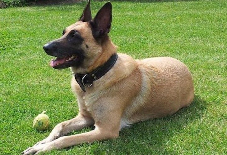 La Guardia Civil investiga a una desalmada que mató a su perro de hambre y sed en Granada