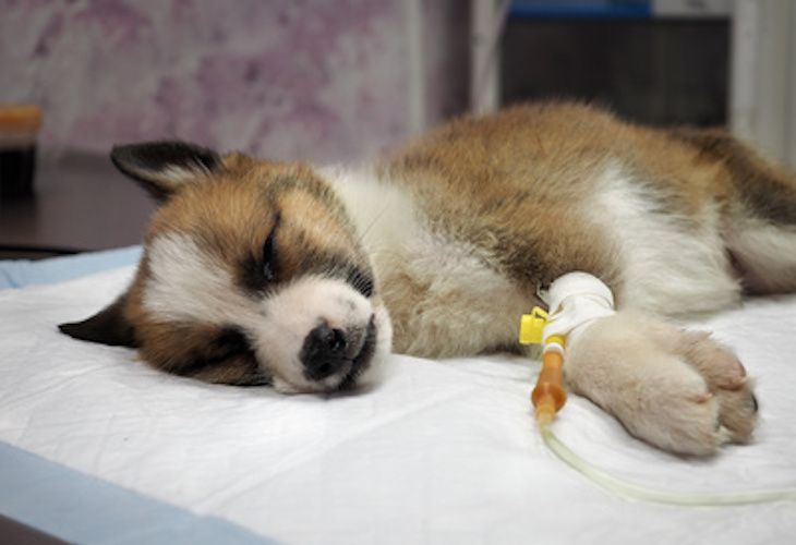 El Seprona rescata a seis perros afectados con parvovirosis canina en Pontevedra