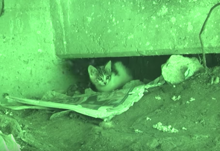 El difícil rescate de una camada de gatos atrapada bajo un suelo de cemento