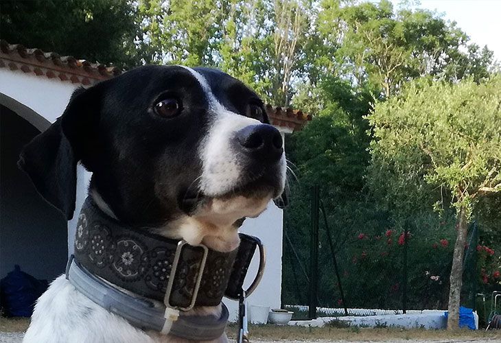 El 'tour' veraniego que rescata perros abandonados por 12 ciudades españolas