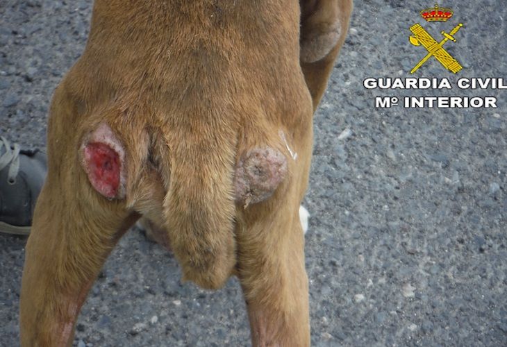 La Guardia Civil salva la vida de un perro que su amo tenía en estado de abandono