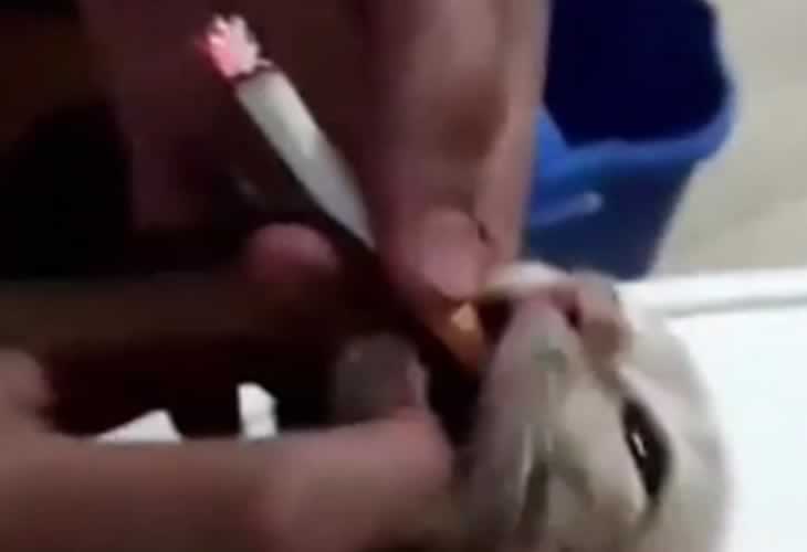 Pacma denuncia un bochornoso vídeo en el que se maltrata a un gato obligándole a fumar