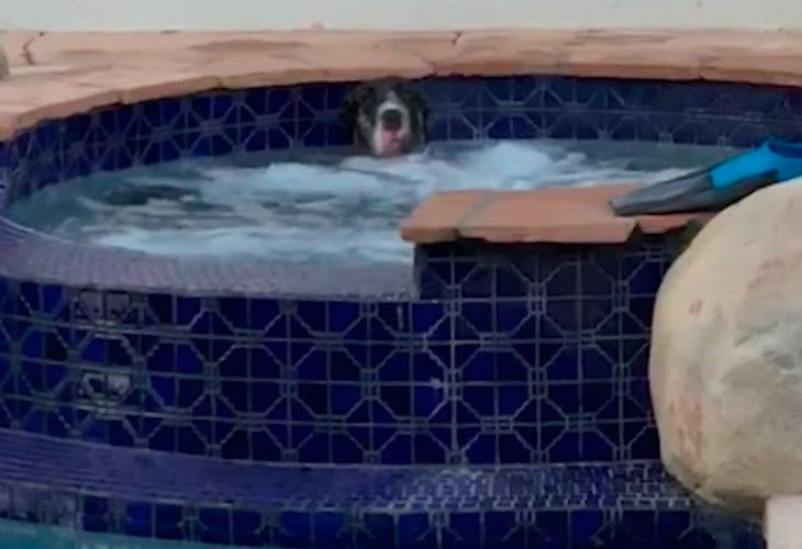 Este perrete 'estresado' decide darse un baño en el jacuzzi tras quedarse solo en casa