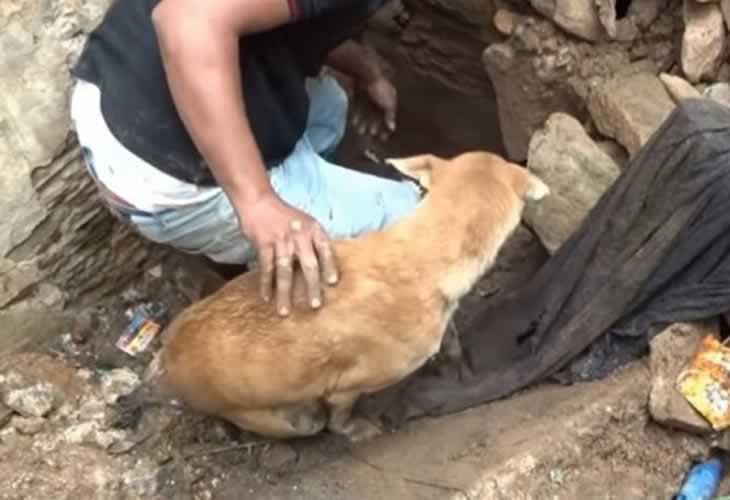 El vídeo viral del increíble rescate de una perra a sus cachorros