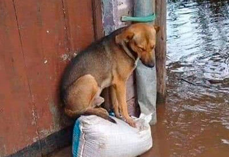 ¡¡Por favor, necesitan ayuda!! S.O.S. de un refugio de perros tras la DANA que ha asolado Murcia