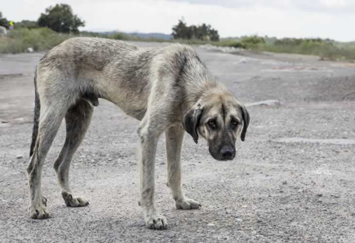 Los alarmantes e injustificables datos de abandono de perros y gatos en Barcelona