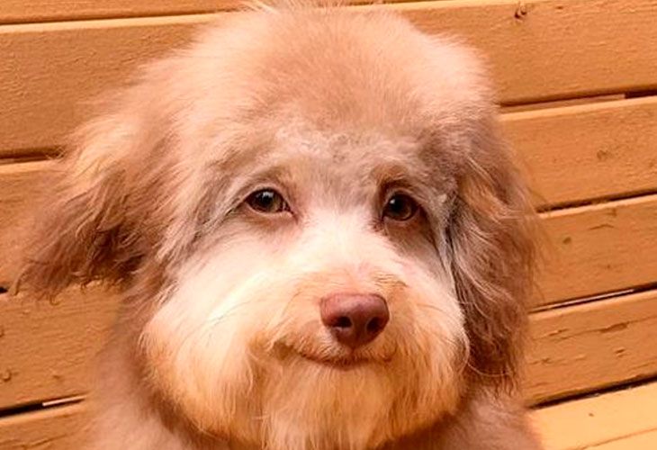 La increíble historia de Nori, el perro con rostro humano que se ha hecho viral