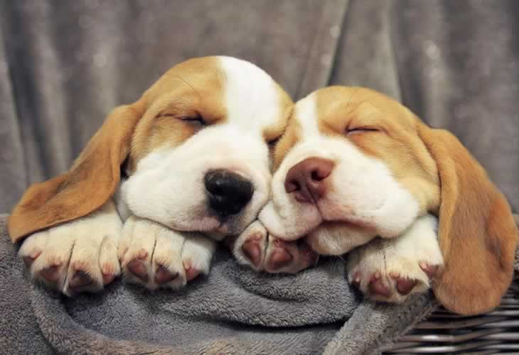 ¿Necesitan los perros dormir tanto como los humanos?