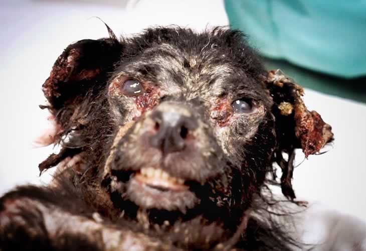 La terrible historia de Ángel, el perrito que ha sido rescatado al borde de la muerte